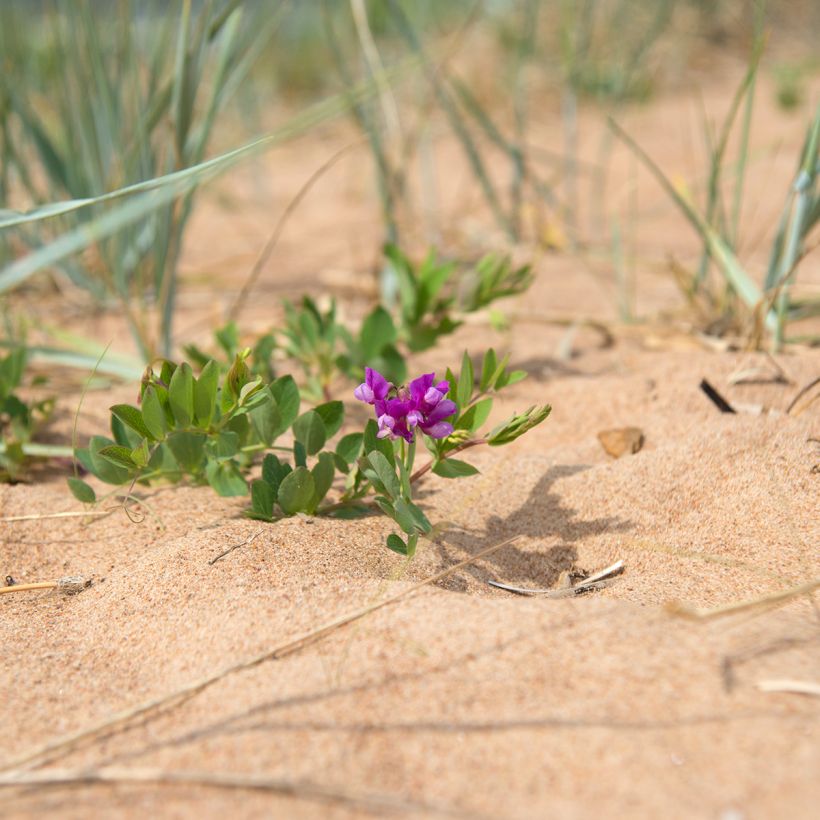 Lathyrus maritimus (Hábito)