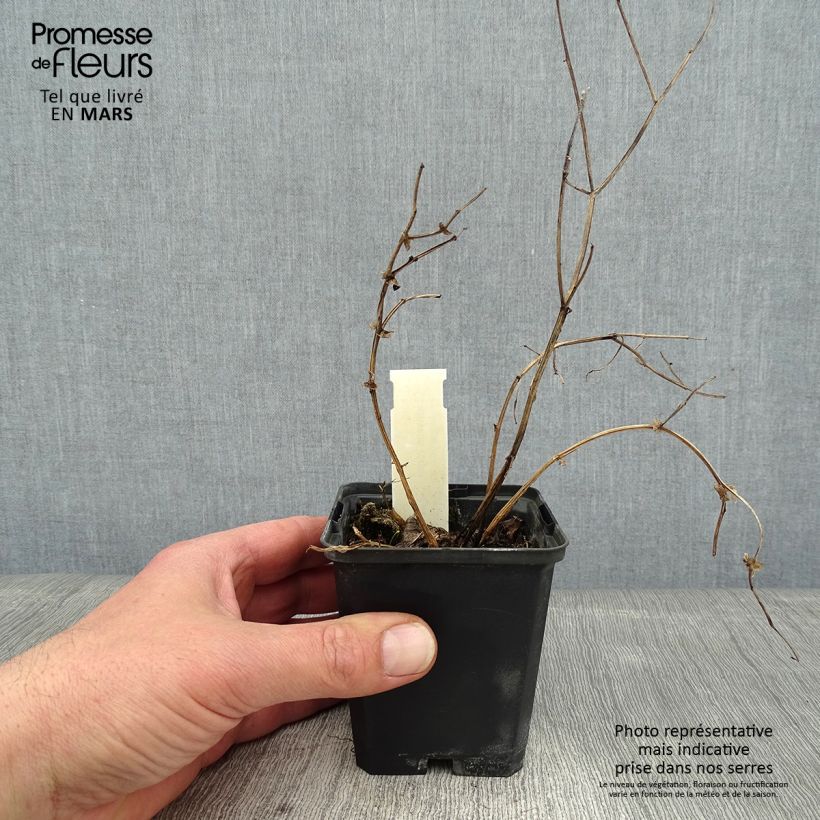 Amostra de Lathyrus niger -  Pois vivace Vaso de 8/9 cm tal como entregue no inverno