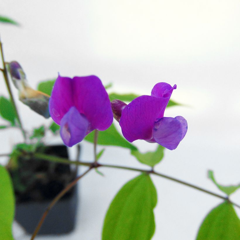 Lathyrus vernus (Floração)