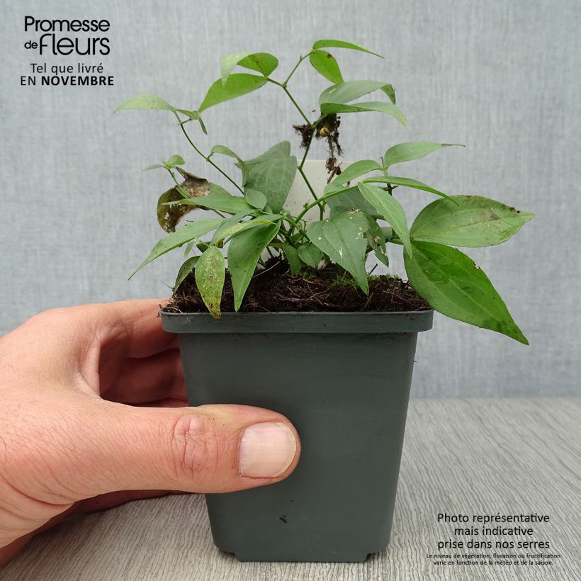 Amostra de Lathyrus vernus Vaso de 8/9 cm tal como entregue no outono