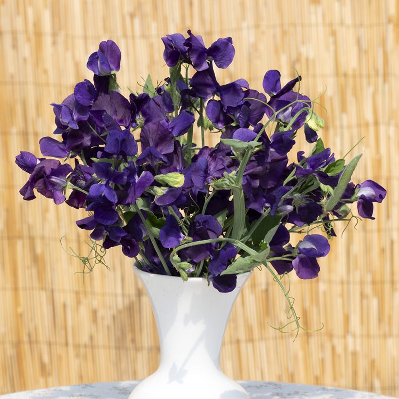 Ervilha de cheiro King Size Navy Blue em sementes (Floração)