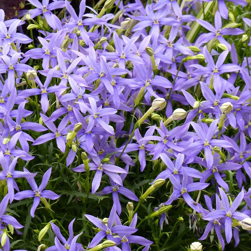 Isotoma axillaris Beth's Blue (Floração)