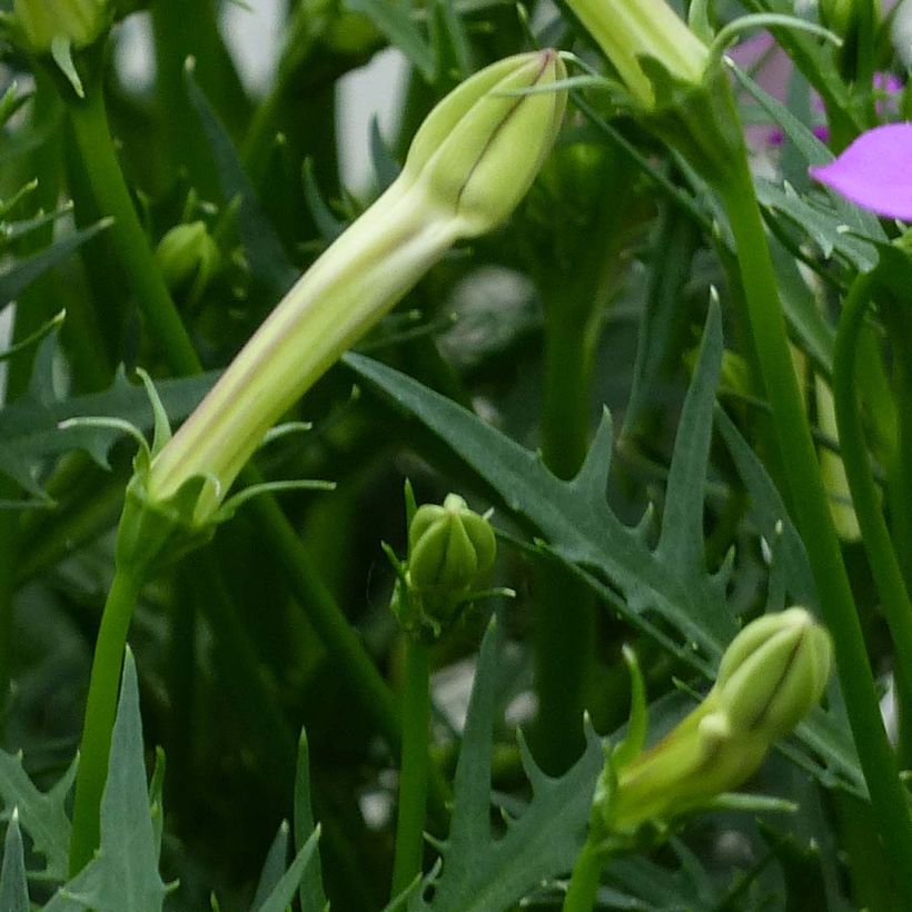 Isotoma axillaris Patti's Pink (Folhagem)