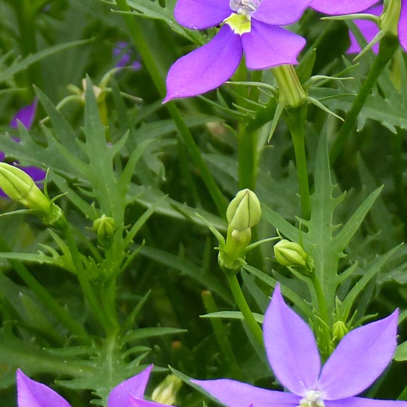 Isotoma axillaris Fizz'n'Pop Glowing Purple (Folhagem)