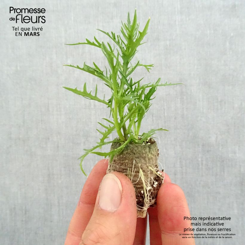 Amostra de Laurentia ou Isotoma Patti's Pink Mini-torrão Ø 3/4 cm tal como entregue na primavera