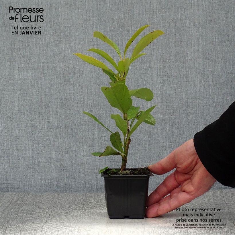 Amostra de Laurier Cerise - Prunus laurocerasus Fontanettes Vaso de 8/9 cm tal como entregue no inverno