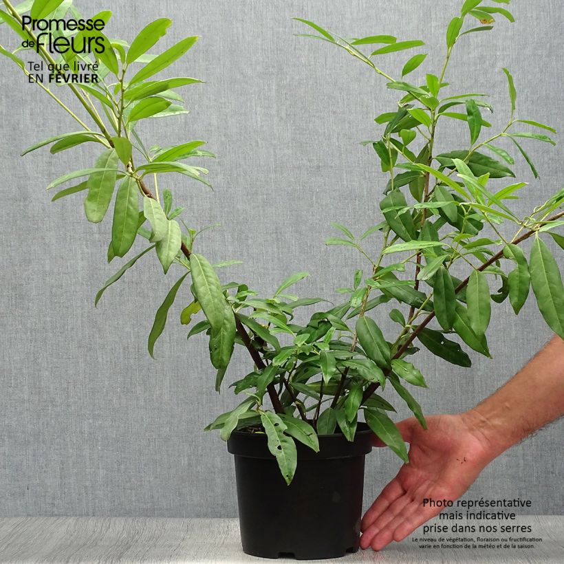 Amostra de Louro-cereja Zabeliana - Prunus laurocerasus Vaso de 4 L/5 L tal como entregue no outono