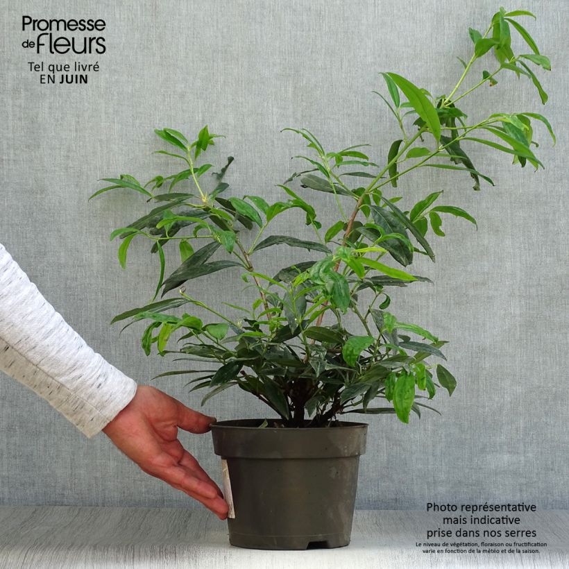 Amostra de Louro-cereja Zabeliana - Prunus laurocerasus Vaso de 4 L/5 L tal como entregue no verão