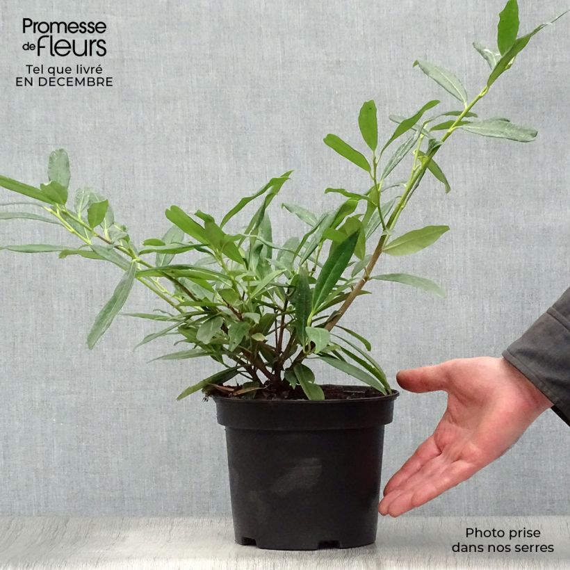Amostra de Louro-cereja Zabeliana - Prunus laurocerasus Vaso de 4 L/5 L tal como entregue no inverno