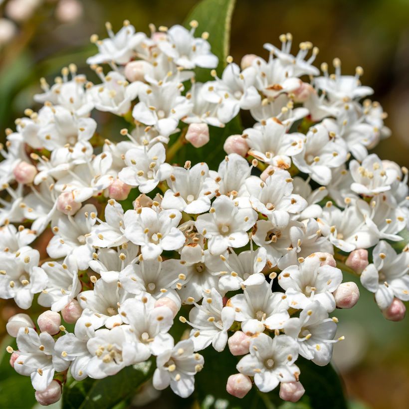 Viburnum tinus Giganteum - Folhado (Floração)