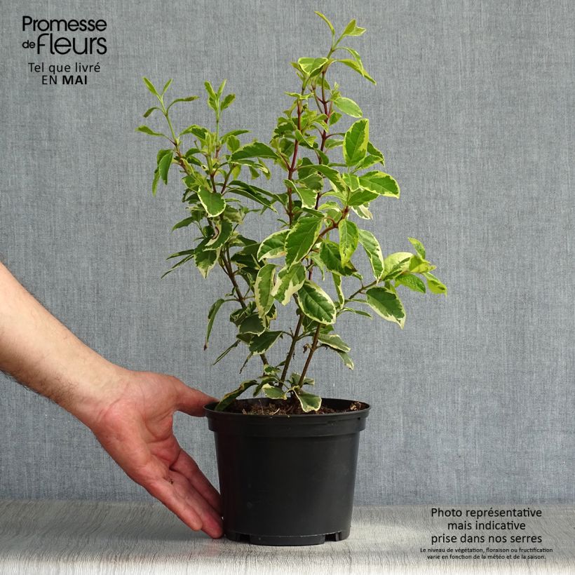 Amostra de Viburnum tinus Variegatum - Folhado Vaso de 2 L/3 L tal como entregue na primavera