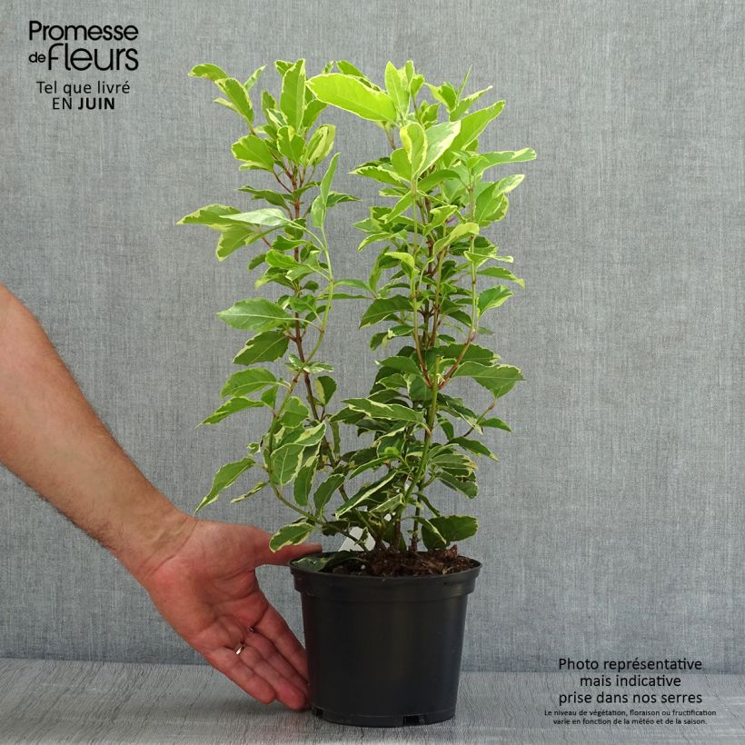 Amostra de Viburnum tinus Variegatum - Folhado Vaso de 2 L/3 L tal como entregue no verão