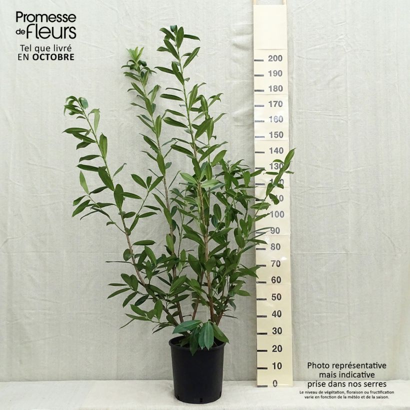 Amostra de Louro-cereja - Prunus laurocerasus Caucasica - Laurier Palme - Laurier du Caucase Vaso de 12 L/15 L tal como entregue no verão