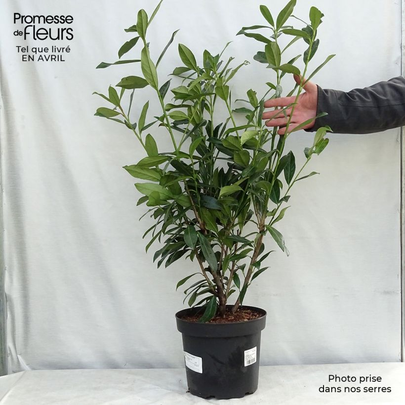 Amostra de Louro-cereja - Prunus laurocerasus Caucasica - Laurier Palme - Laurier du Caucase Vaso de 7,5 L/10 L tal como entregue na primavera