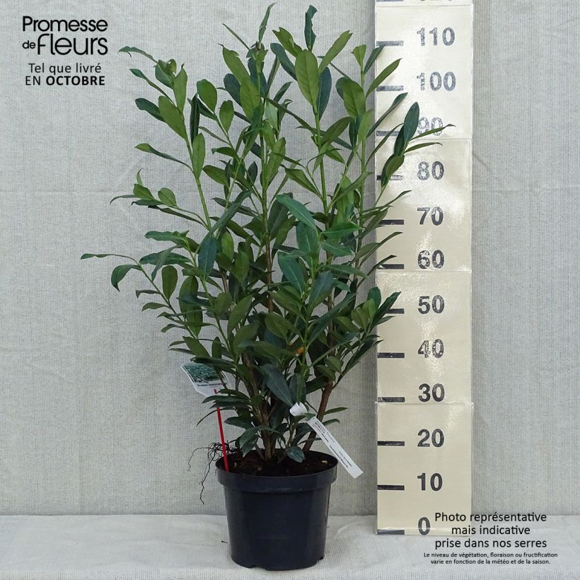 Amostra de Louro-cereja - Prunus laurocerasus Caucasica - Laurier Palme - Laurier du Caucase Vaso de 7,5 L/10 L tal como entregue no outono