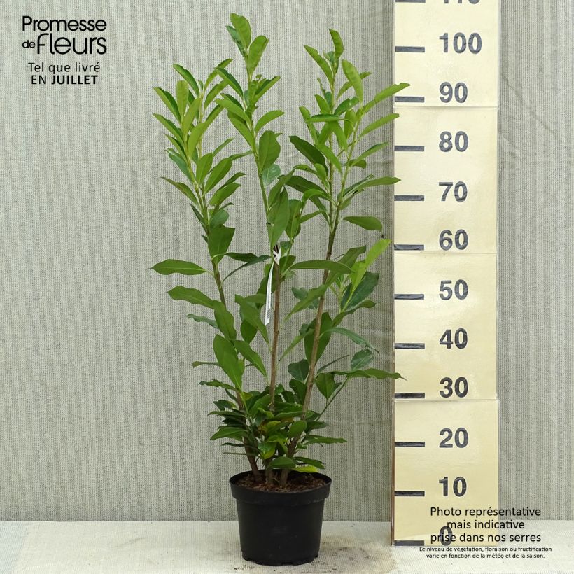 Amostra de Louro-cereja - Prunus laurocerasus Elly Vaso de 3 L/4 L tal como entregue no verão