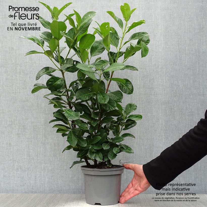 Amostra de Louro-cereja - Prunus laurocerasus Etna Vaso de 2 L/3 L tal como entregue no outono
