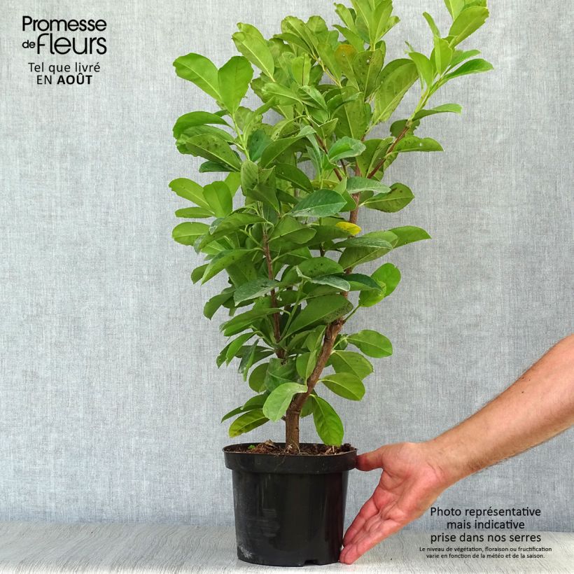 Amostra de Louro-cereja - Prunus laurocerasus Etna Vaso de 2 L/3 L tal como entregue no verão