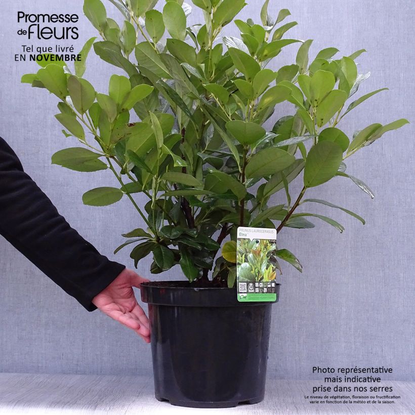 Amostra de Louro-cereja - Prunus laurocerasus Etna Vaso de 4 L/5 L tal como entregue no outono
