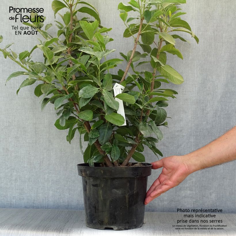 Amostra de Louro-cereja - Prunus laurocerasus Etna Vaso de 4 L/5 L tal como entregue no verão