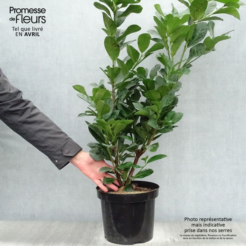 Amostra de Louro-cereja - Prunus laurocerasus Etna Vaso de 4 L/5 L tal como entregue na primavera