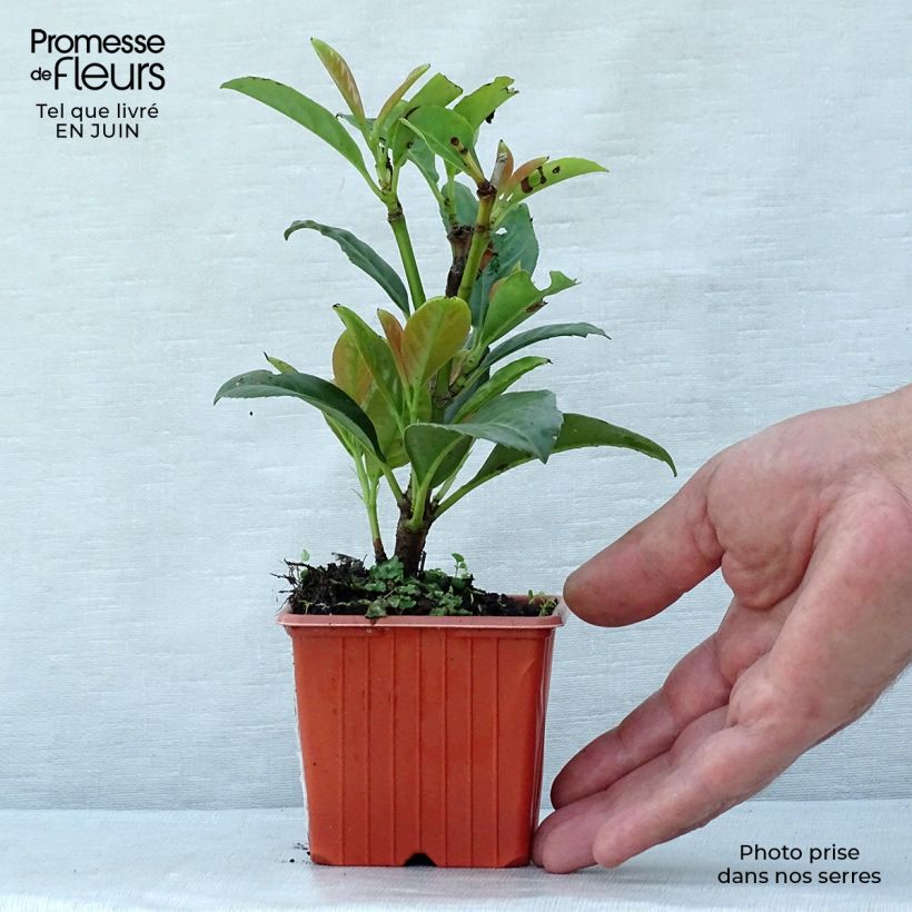 Amostra de Louro-cereja - Prunus laurocerasus Etna Vaso de 8/9 cm tal como entregue no verão