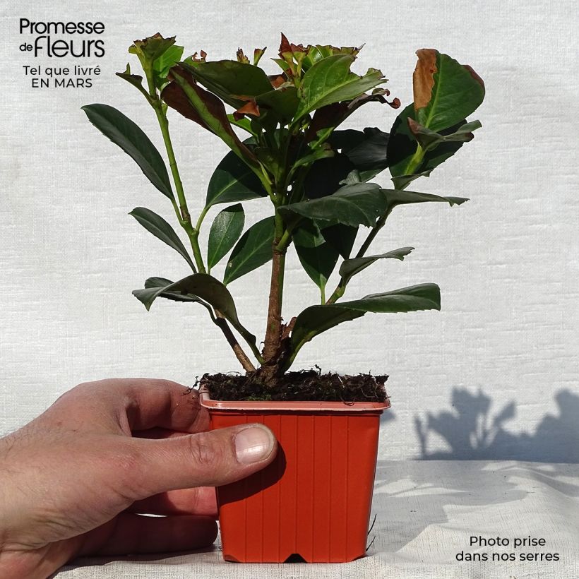 Amostra de Louro-cereja - Prunus laurocerasus Etna Vaso de 8/9 cm tal como entregue na primavera