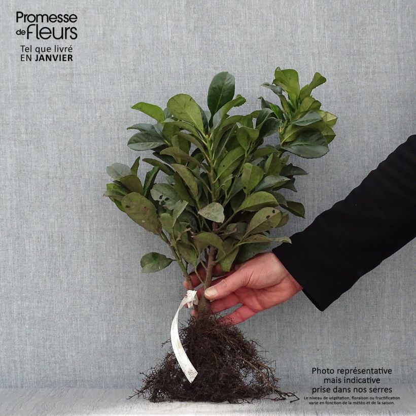 Amostra de Louro-cereja - Prunus laurocerasus Etna Raízes nuas tal como entregue no inverno