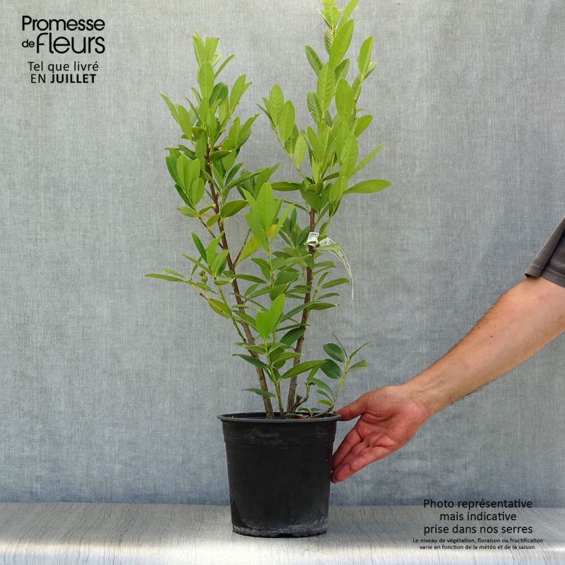 Amostra de Louro-cereja - Prunus laurocerasus Greentorch Vaso de 3 L/4 L tal como entregue no verão