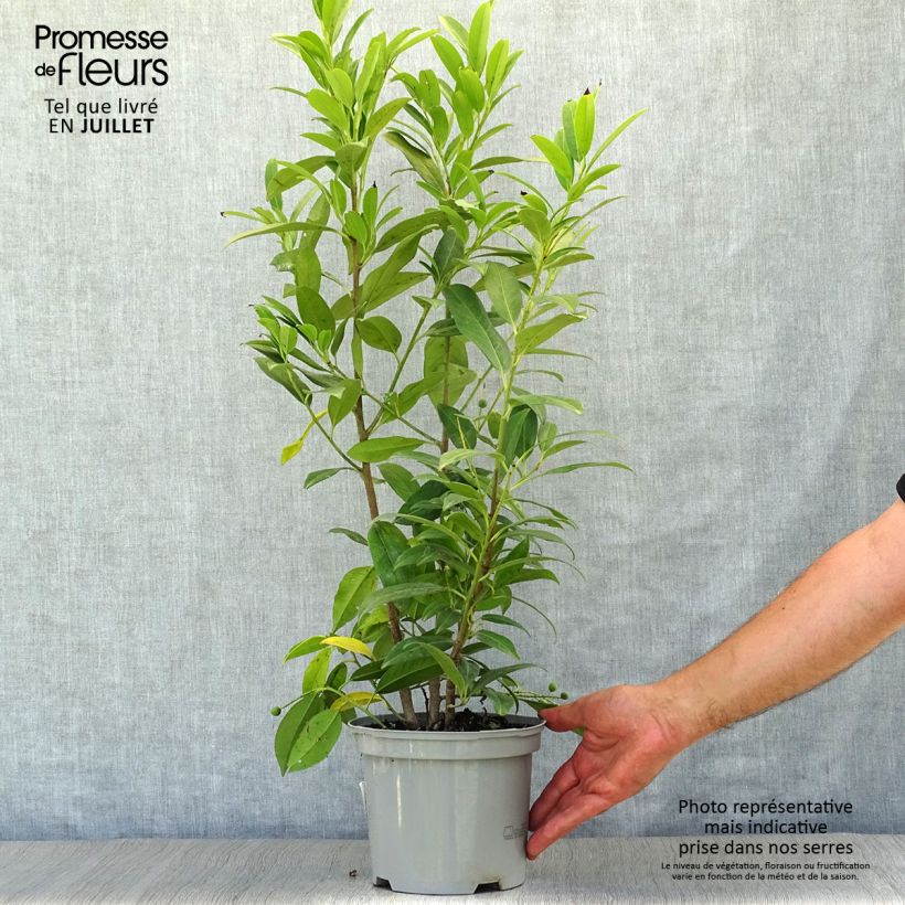 Amostra de Louro-cereja - Prunus laurocerasus Herbergii Vaso de 3 L/4 L tal como entregue no verão