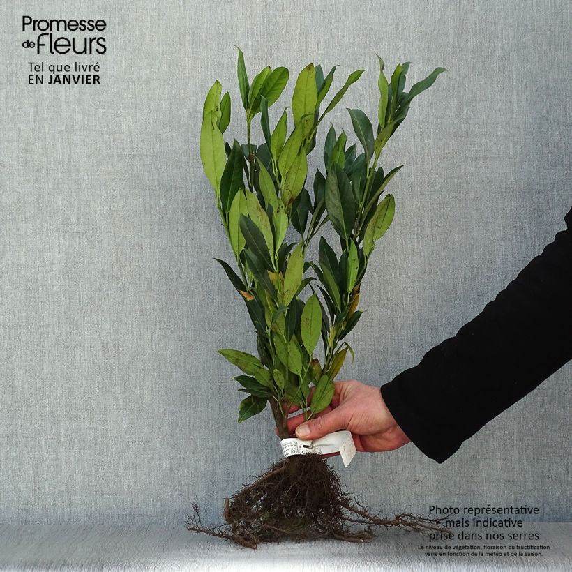 Amostra de Laurier cerise - Prunus laurocerasus Herbergii Raízes nuas tal como entregue no inverno