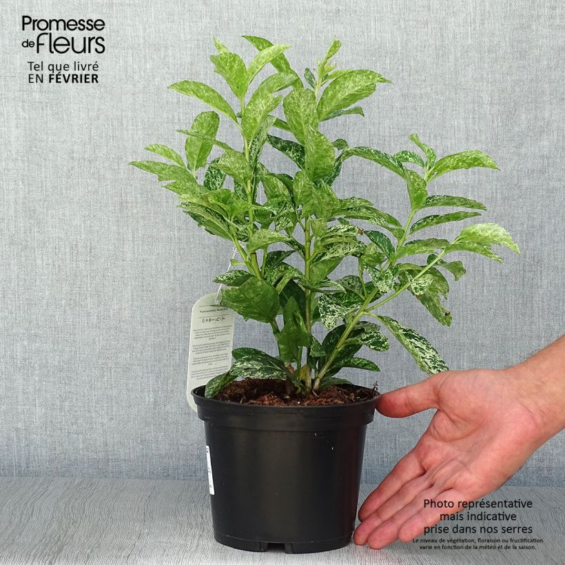 Amostra de Louro-cereja - Prunus laurocerasus Marbled White Vaso de 2 L/3 L tal como entregue no outono