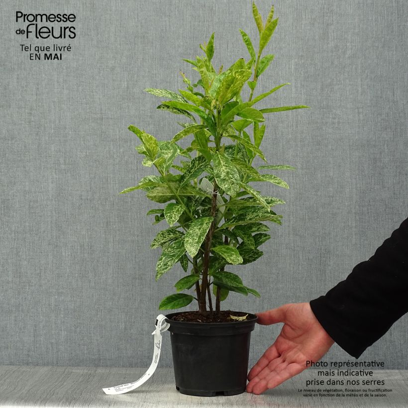 Amostra de Louro-cereja - Prunus laurocerasus Marbled White Vaso de 2 L/3 L tal como entregue na primavera