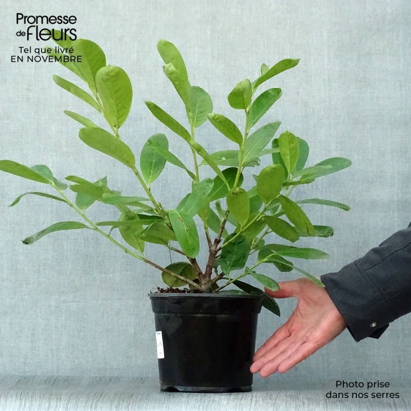 Amostra de Louro-cereja - Prunus laurocerasus New Vaso de 2 L/3 L tal como entregue no outono