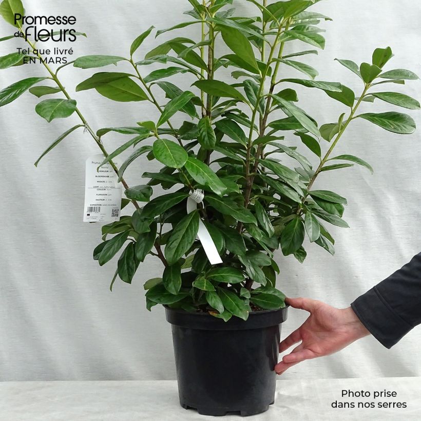 Amostra de Louro-cereja - Prunus laurocerasus New Vaso de 7,5 L/10 L tal como entregue na primavera