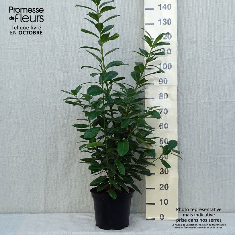 Amostra de Louro-cereja - Prunus laurocerasus New Vaso de 7,5 L/10 L tal como entregue no outono