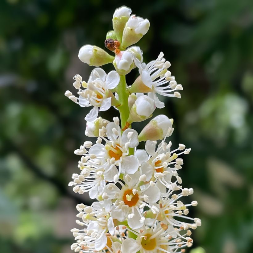 Louro-cereja - Prunus laurocerasus New (Floração)