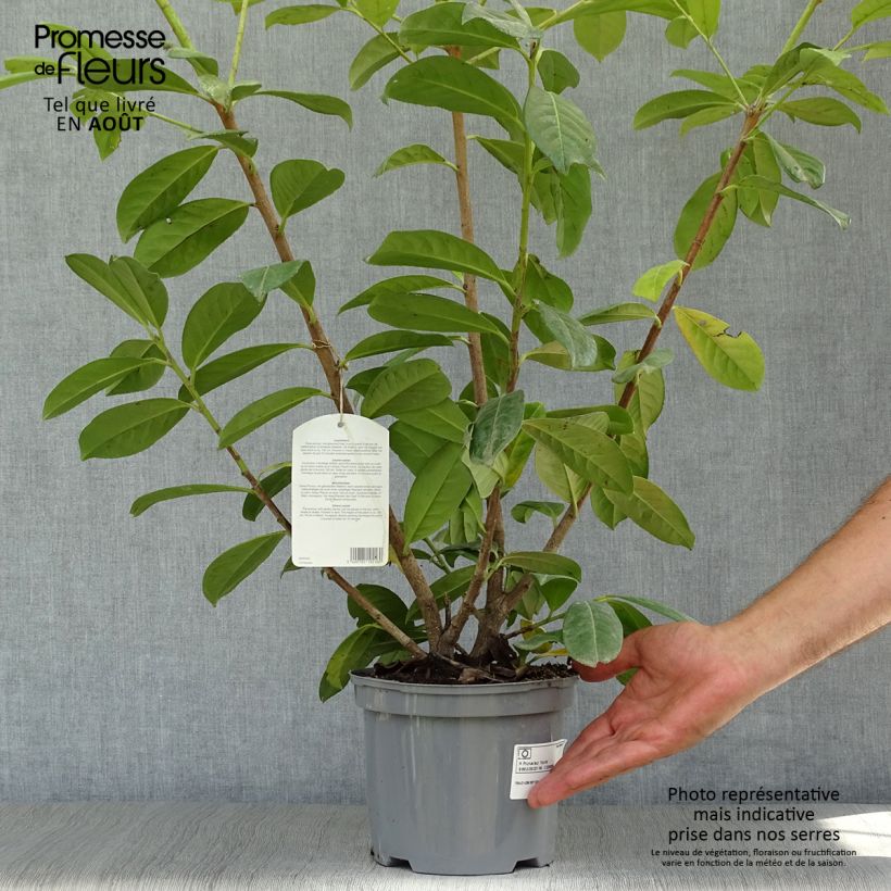 Amostra de Louro-cereja - Prunus laurocerasus New Vaso de 4 L/5 L tal como entregue no verão