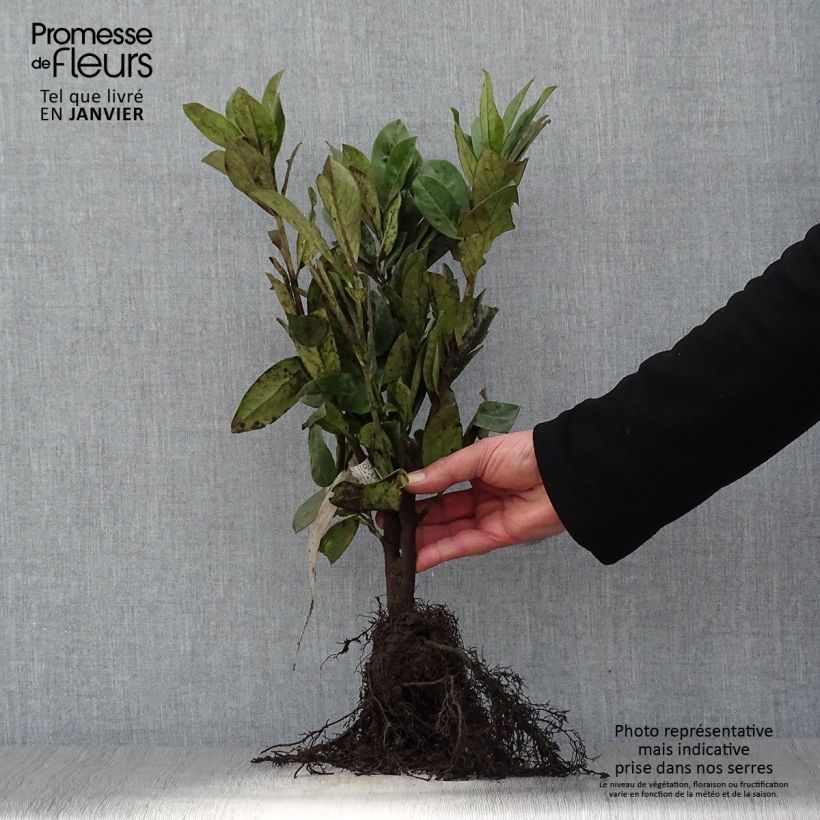 Amostra de Laurier cerise - Prunus laurocerasus Novita Raízes nuas tal como entregue no inverno