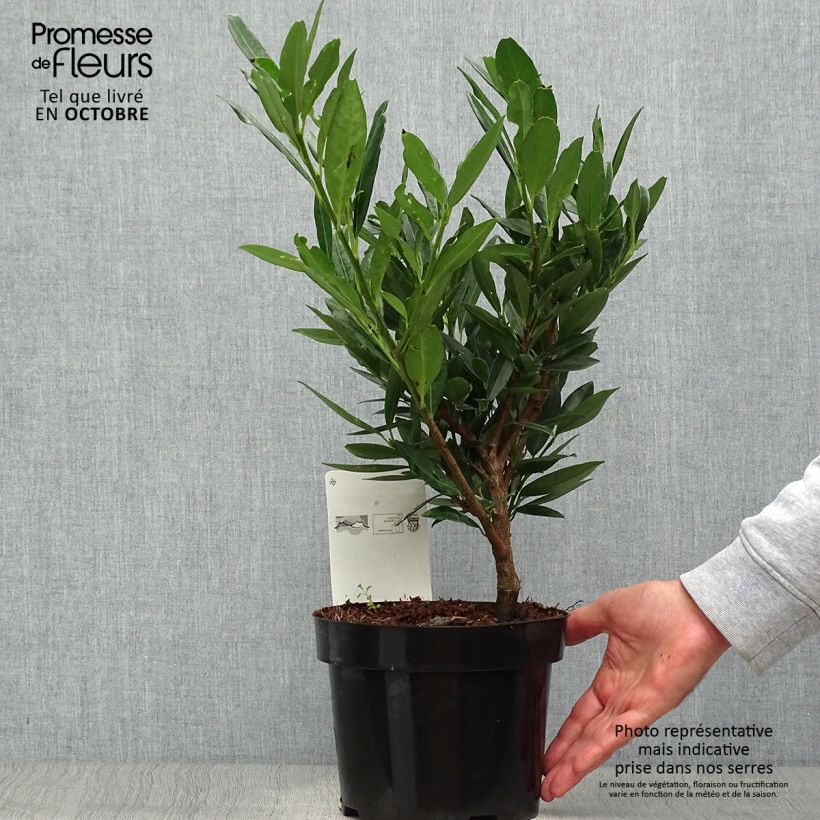 Amostra de Louro-cereja - Prunus laurocerasus Otto Luyken Vaso de 2 L/3 L tal como entregue no outono