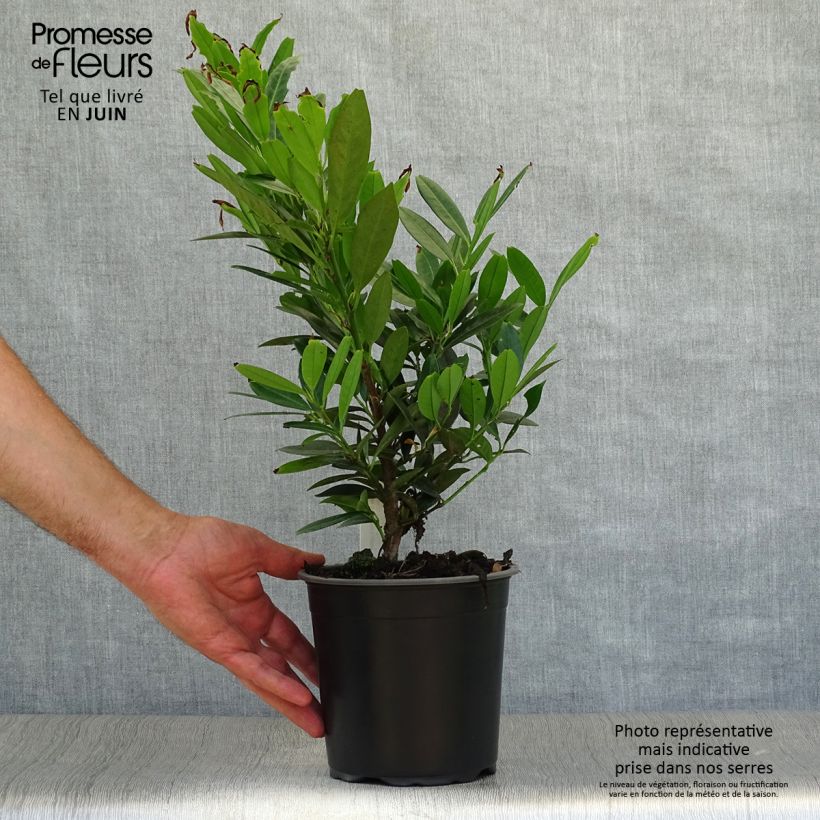 Amostra de Louro-cereja - Prunus laurocerasus Otto Luyken Vaso de 2 L/3 L tal como entregue no verão