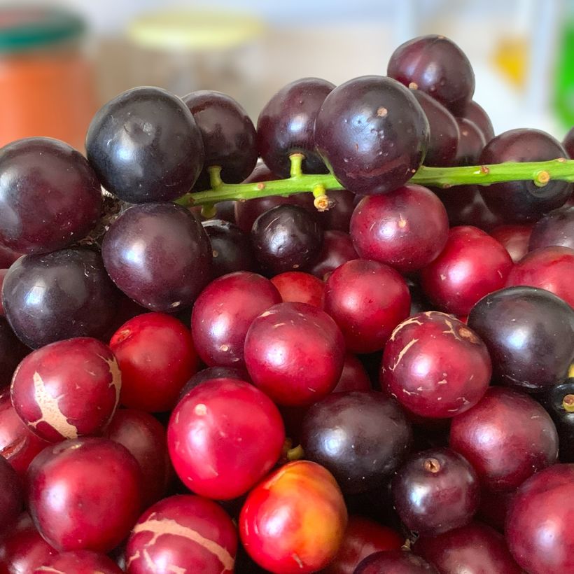 Louro-cereja - Prunus laurocerasus Otto Luyken (Colheita)
