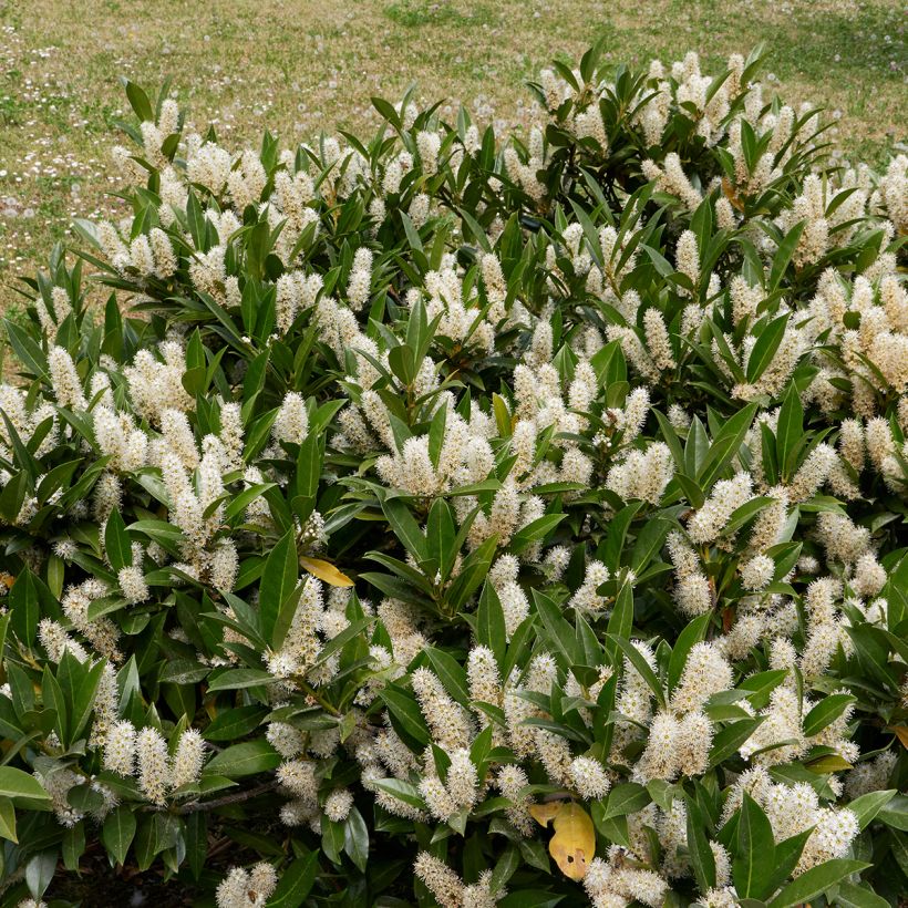 Louro-cereja - Prunus laurocerasus Otto Luyken (Hábito)