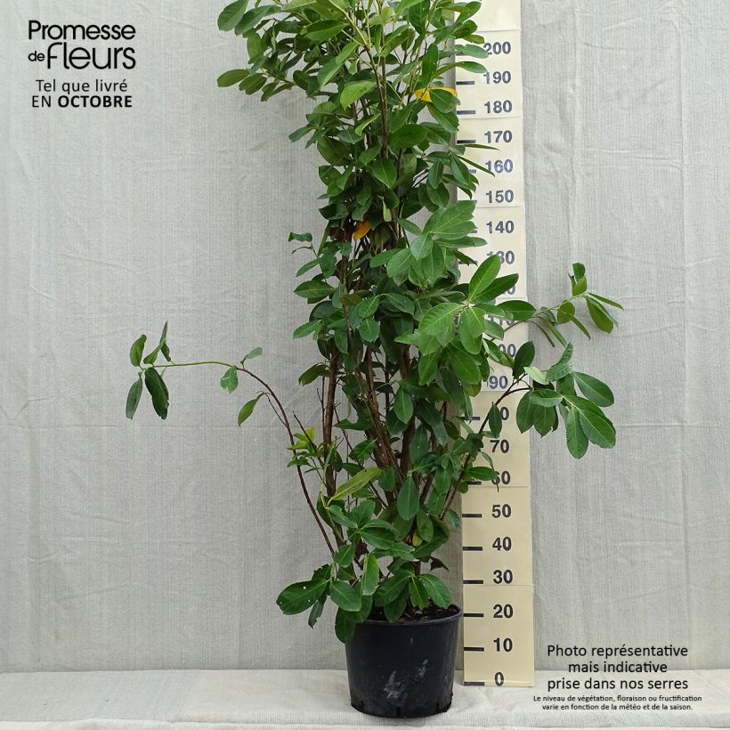 Amostra de Louro-cereja - Prunus laurocerasus Rotundifolia Vaso de 12 L/15 L tal como entregue no outono