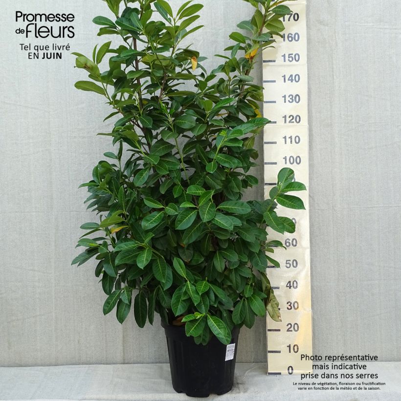 Amostra de Louro-cereja - Prunus laurocerasus Rotundifolia Vaso de 12 L/15 L tal como entregue na primavera