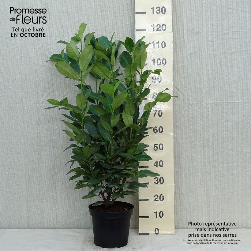 Amostra de Louro-cereja - Prunus laurocerasus Rotundifolia Vaso de 7,5 L/10 L tal como entregue no outono