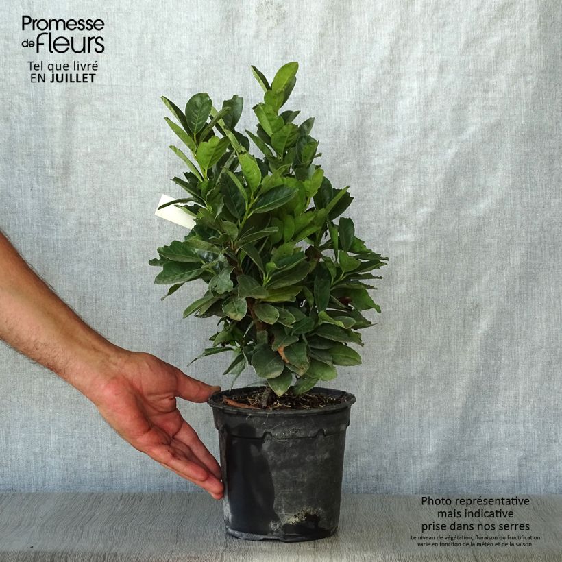 Amostra de Louro-cereja nain - Prunus Laurocerasus Miniredia Vaso de 2 L/3 L tal como entregue no verão