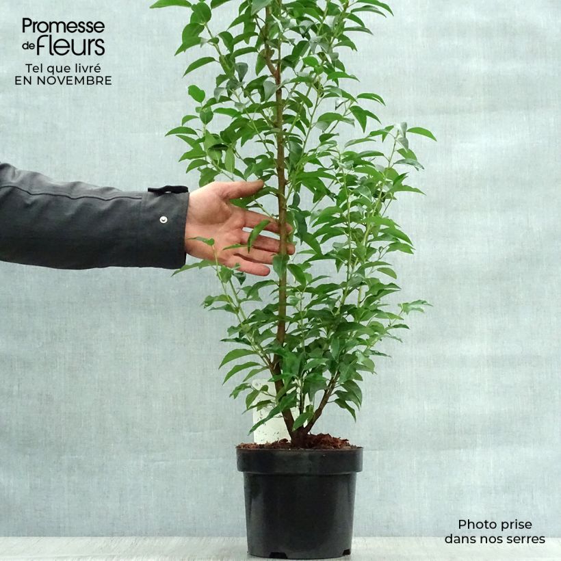 Amostra de Azereiro Angustifolia Vaso de 3 L/4 L tal como entregue no outono