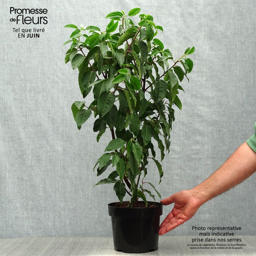 Amostra de Azereiro Angustifolia Vaso de 3 L/4 L tal como entregue no verão