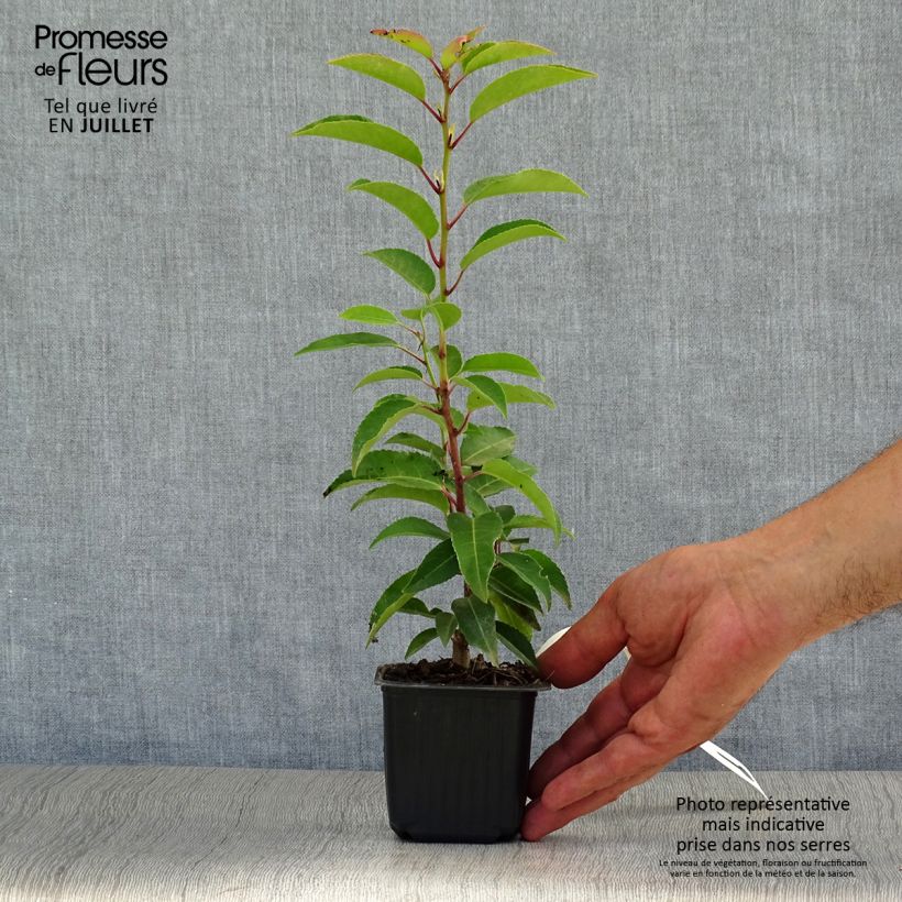 Amostra de Azereiro Angustifolia Vaso de 8/9 cm tal como entregue no verão